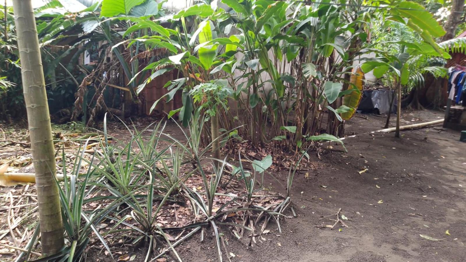 Gecko De Tortuguero Bed & Breakfast Exterior photo