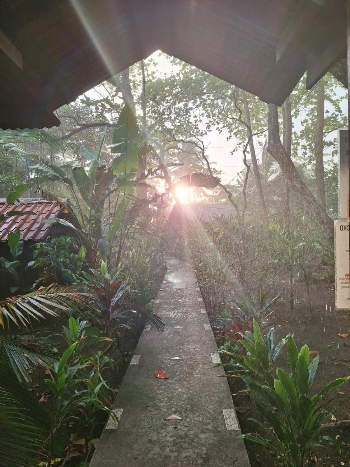 Gecko De Tortuguero Bed & Breakfast Exterior photo